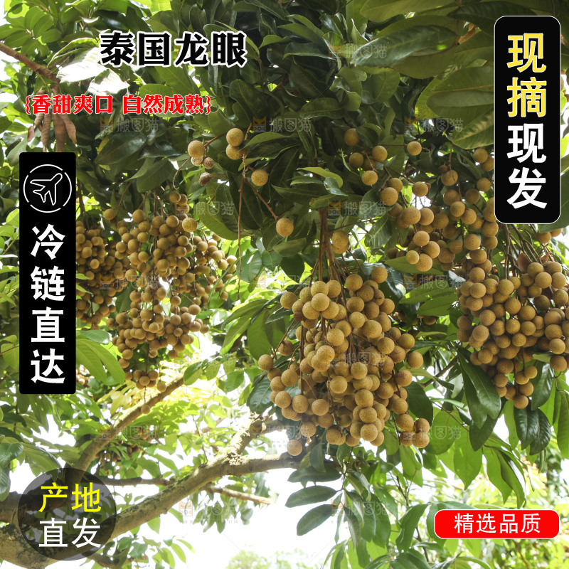 树上的新鲜龙眼