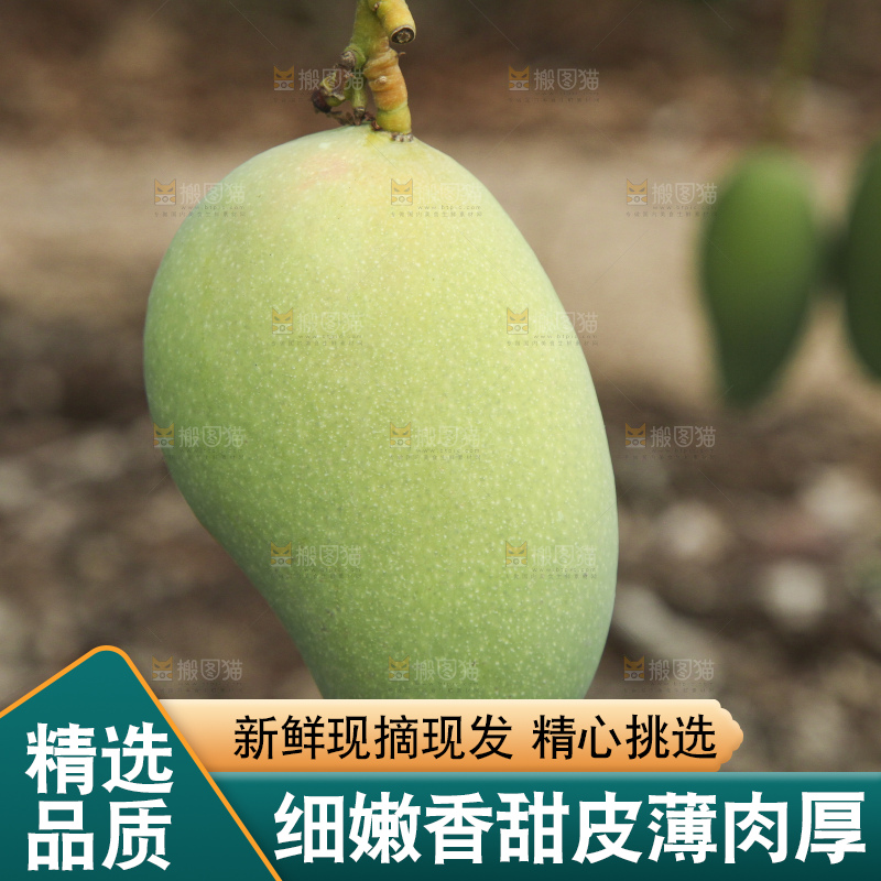 树上的小台芒