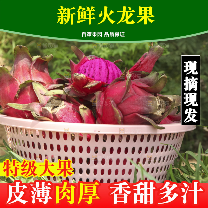 火龙果产地