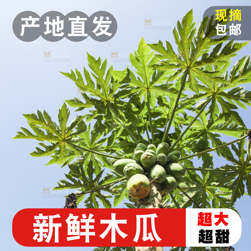 树上的木瓜