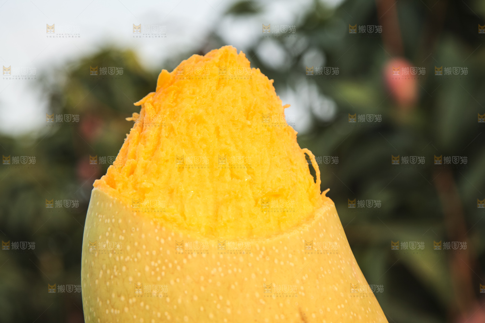 手里拿着金煌芒
