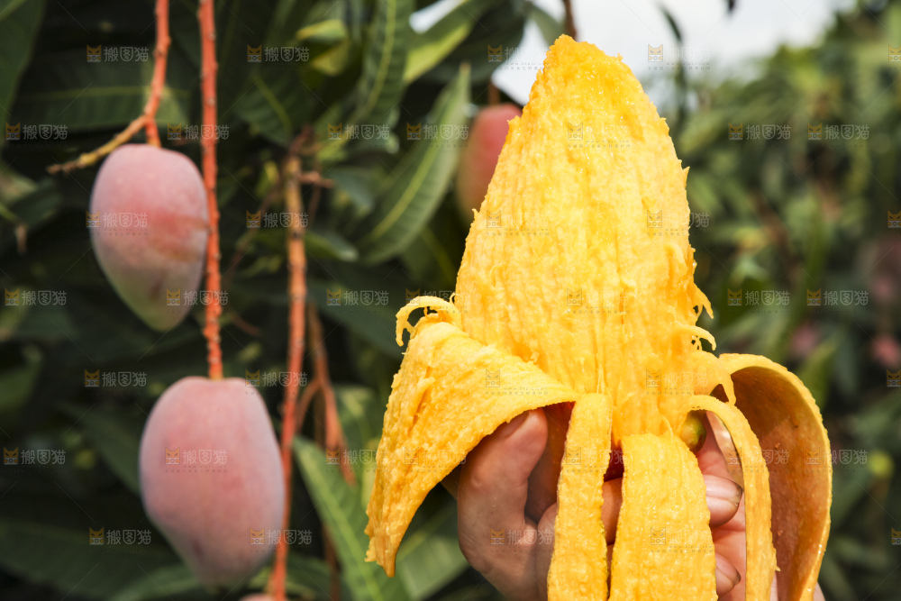 树上的新鲜芒果