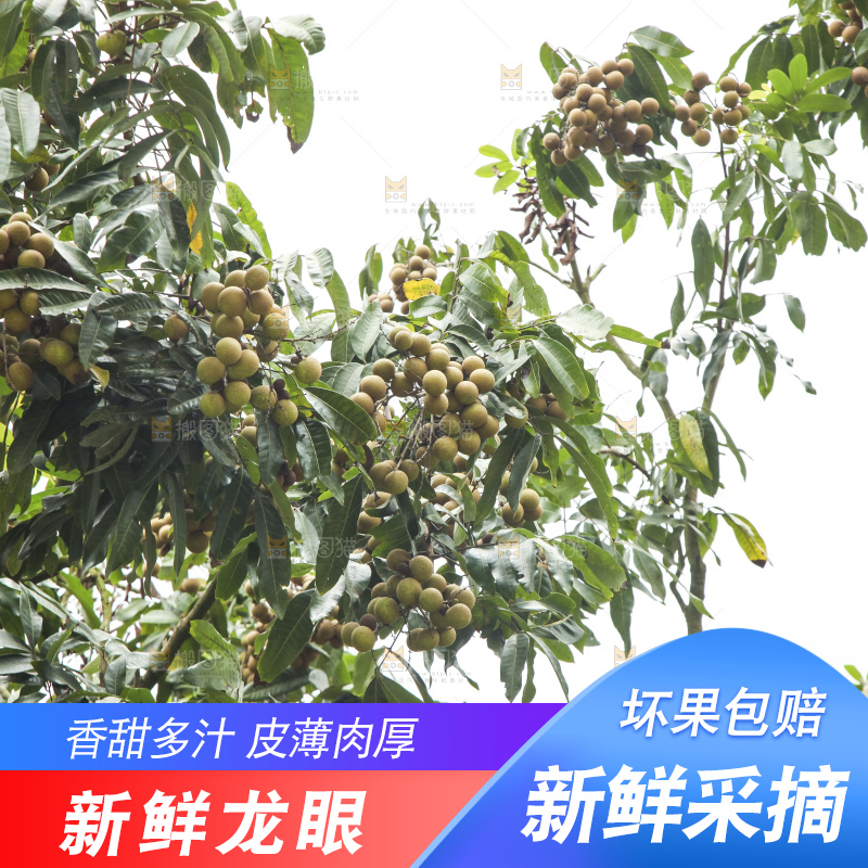 树上的新鲜龙眼