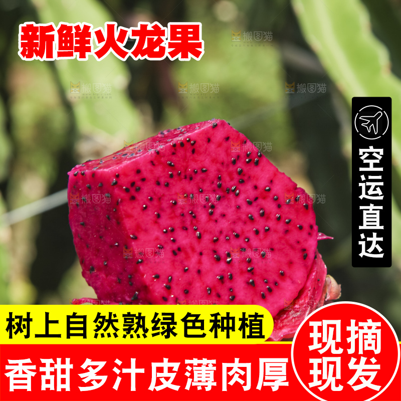 火龙果产地