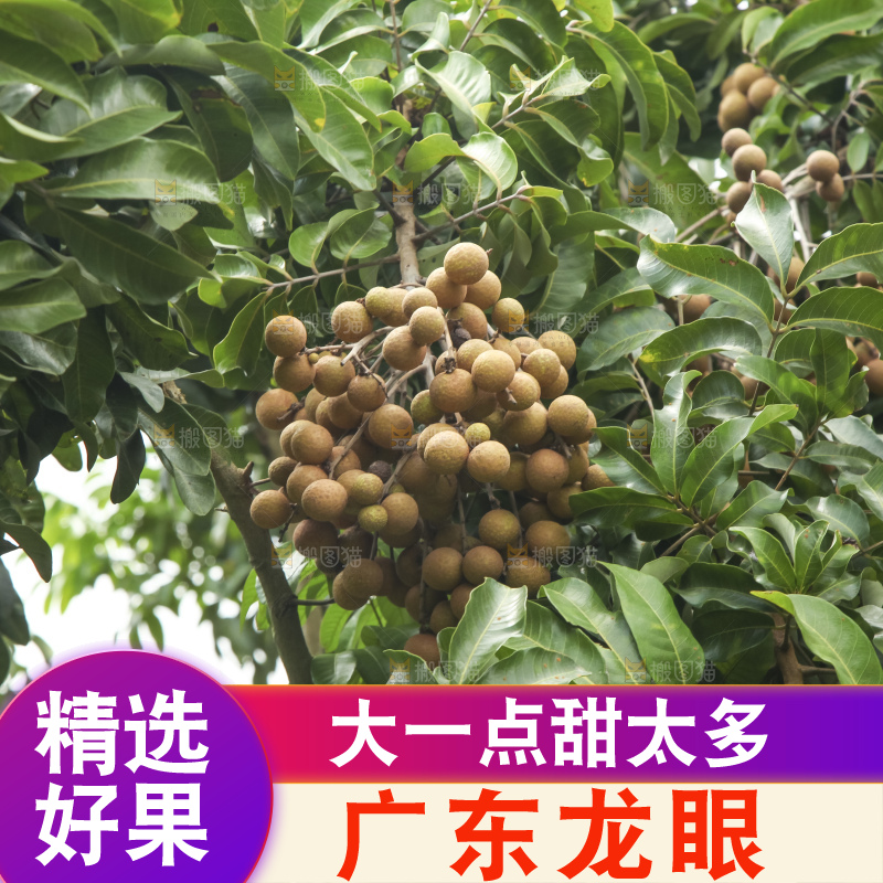 树上的新鲜龙眼