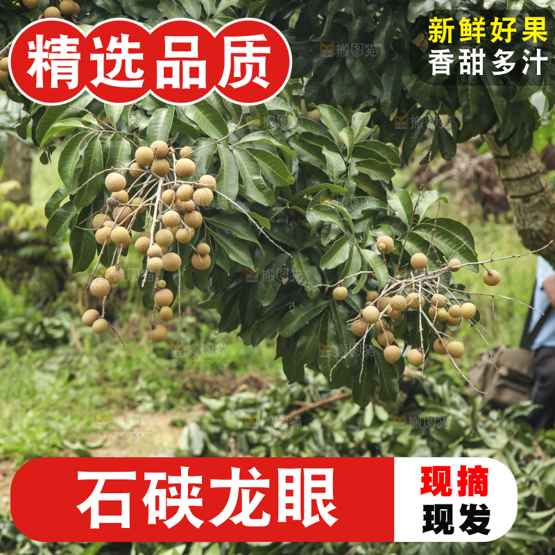 树上的新鲜龙眼