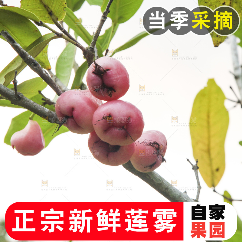 树上的新鲜莲雾
