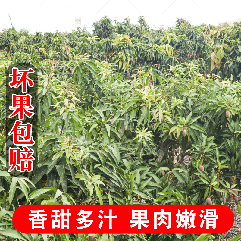 树上的新鲜芒果