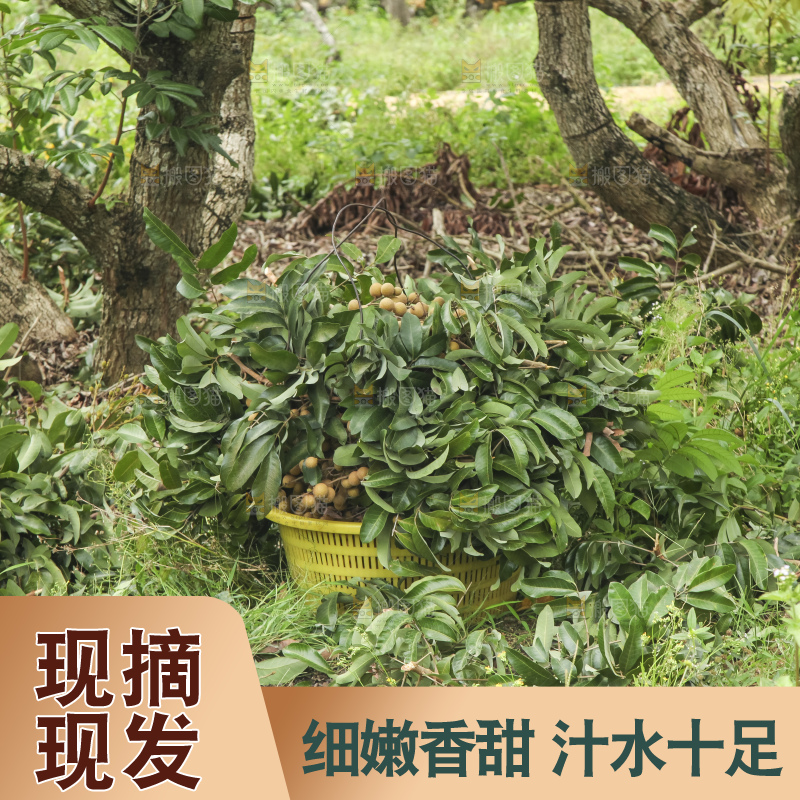 树上的新鲜龙眼