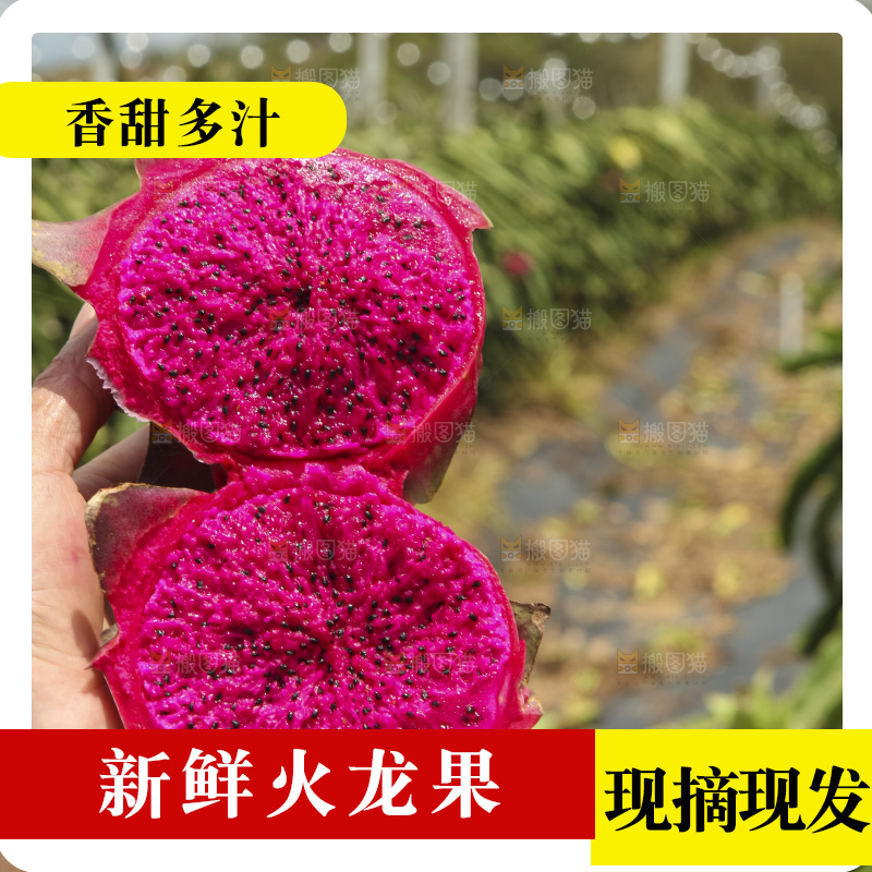 火龙果产地