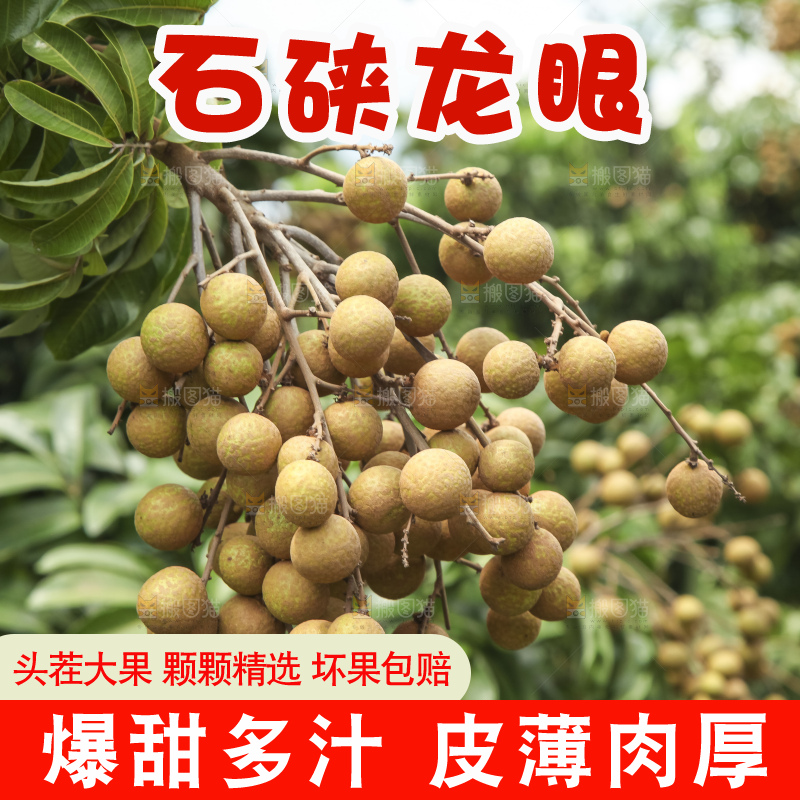 树上的新鲜龙眼