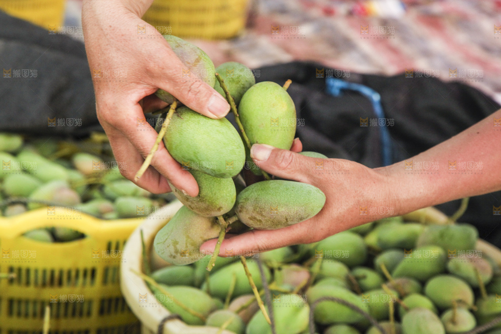 树上的小台芒