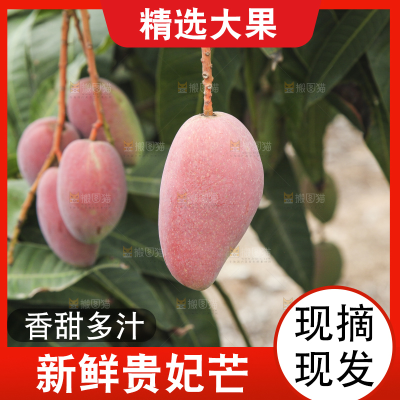 树上的新鲜芒果