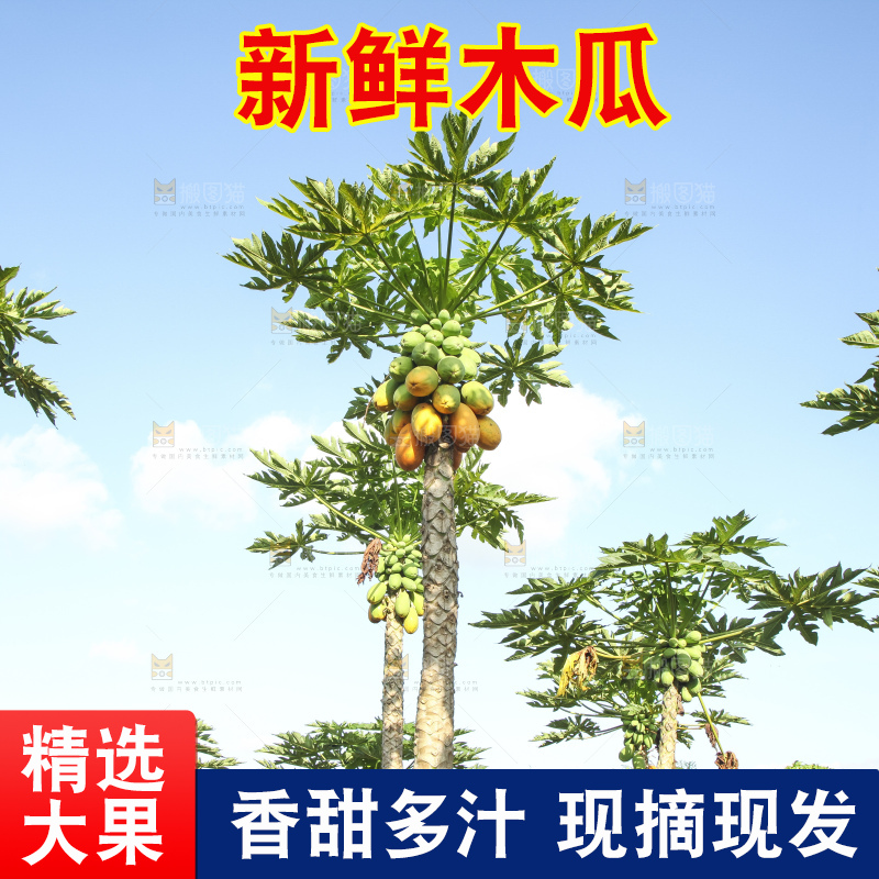 树上的木瓜