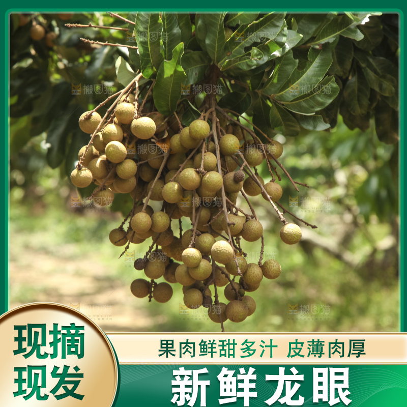 树上的新鲜龙眼