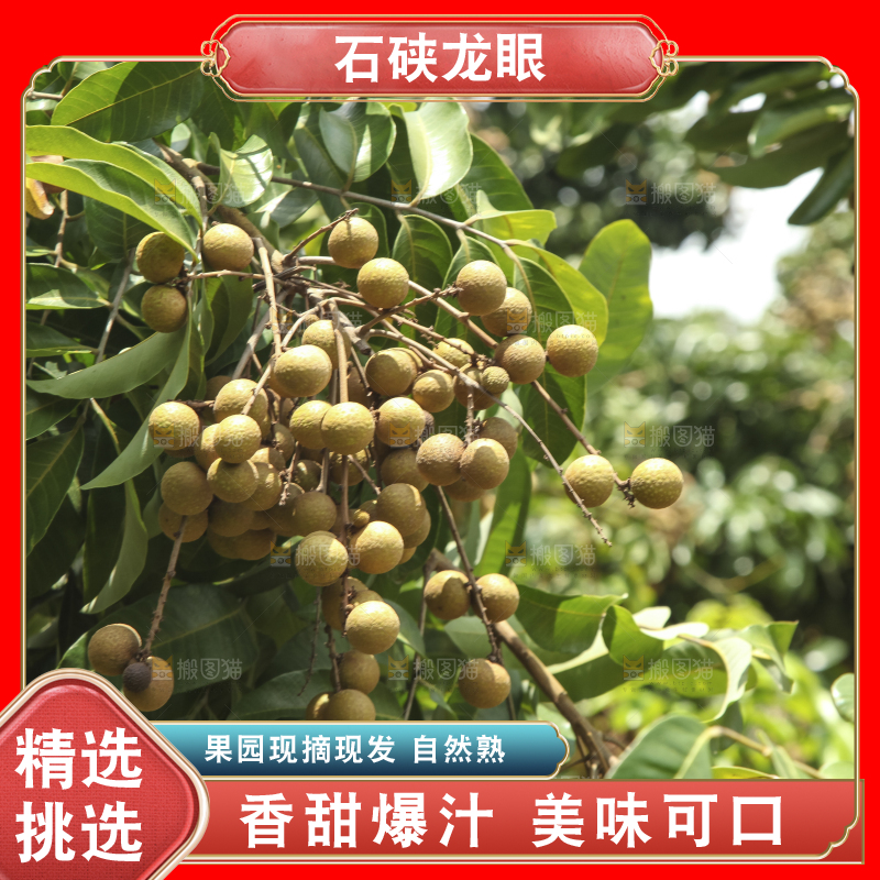 树上的新鲜龙眼