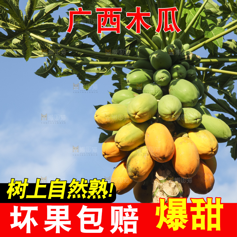 树上的木瓜