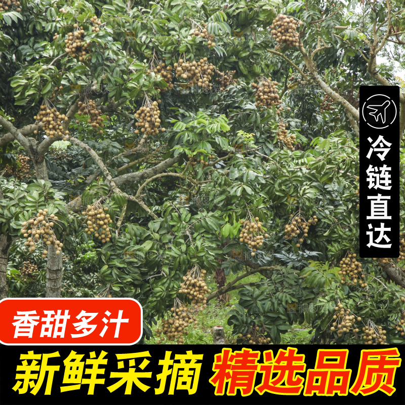 树上的新鲜龙眼