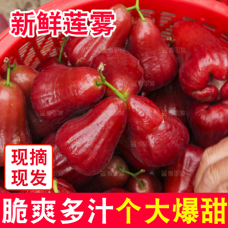 树上的新鲜莲雾