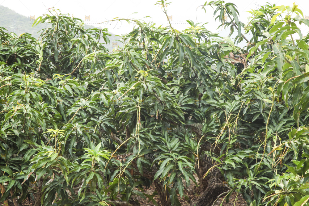 树上的新鲜芒果