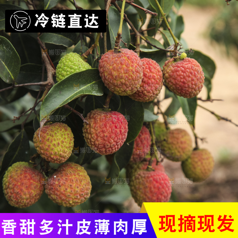 树上的荔枝