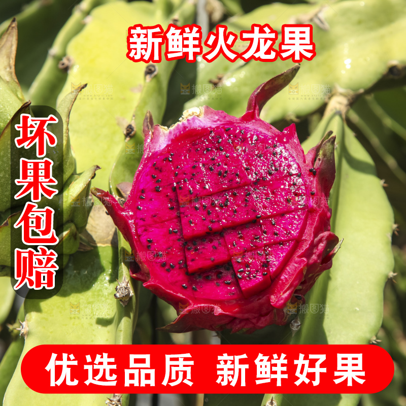 火龙果产地