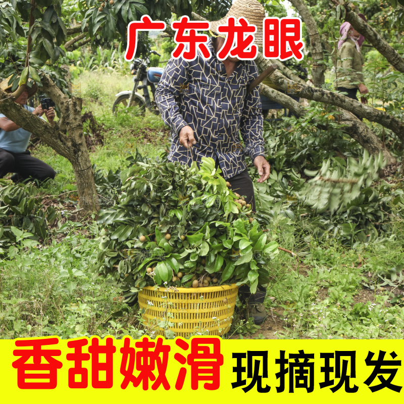 树上的新鲜龙眼