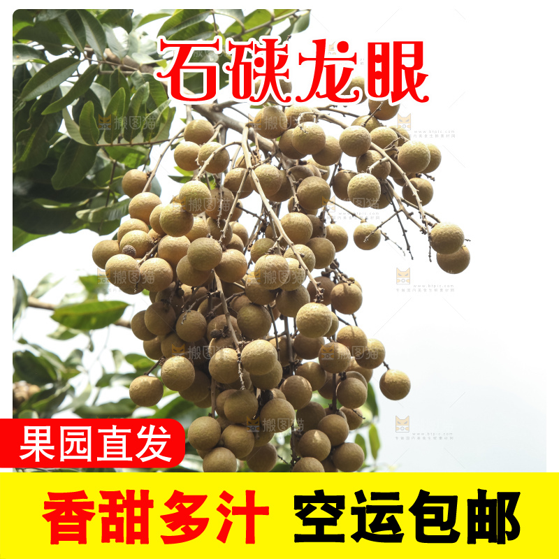 树上的新鲜龙眼