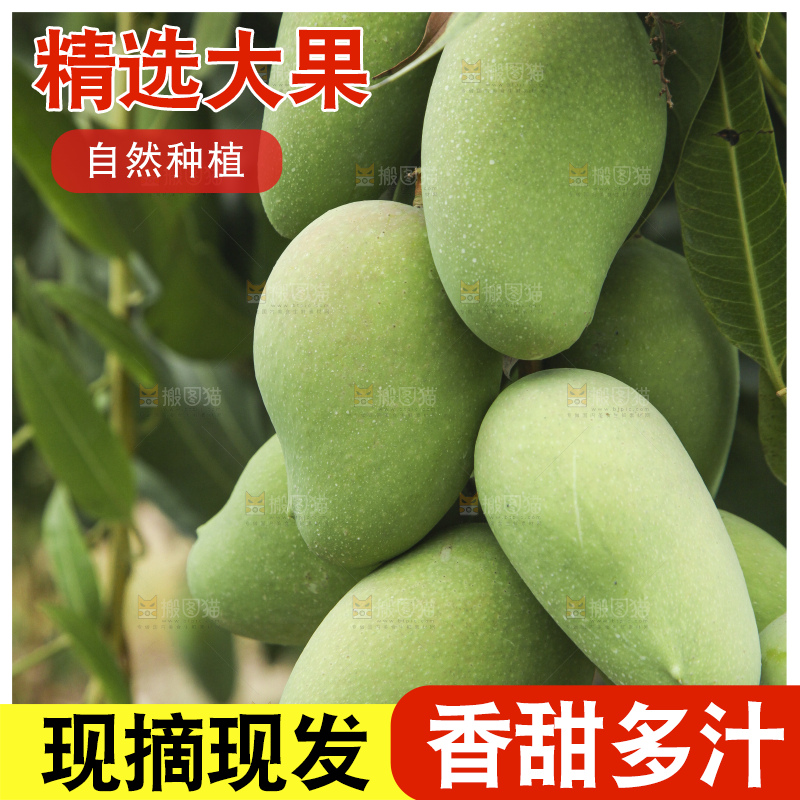 树上的小台芒