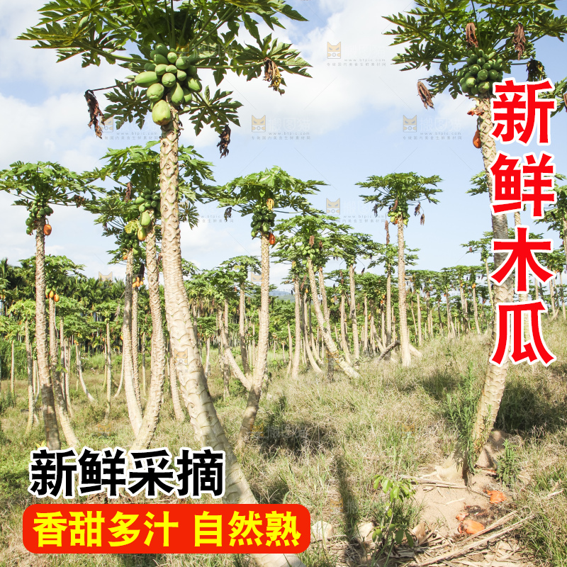 树上的木瓜