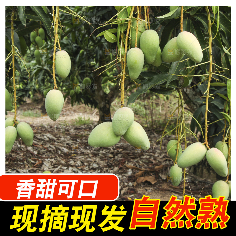 树上的小台芒