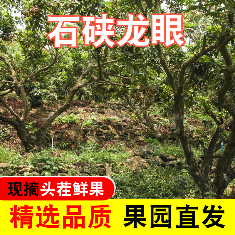 树上的新鲜龙眼