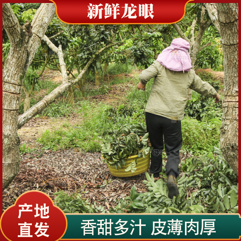 树上的新鲜龙眼