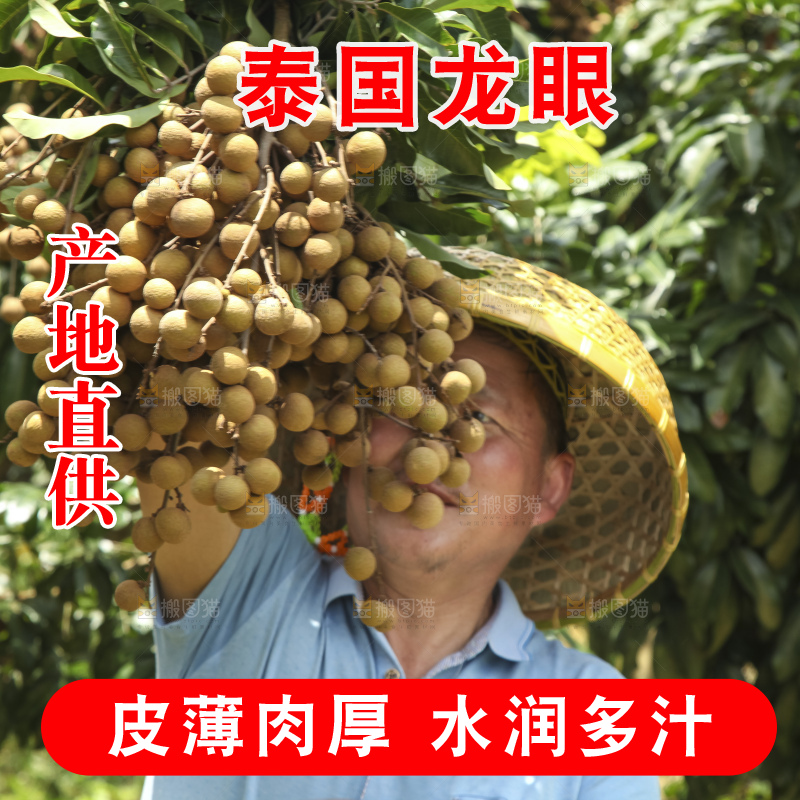 树上的新鲜龙眼