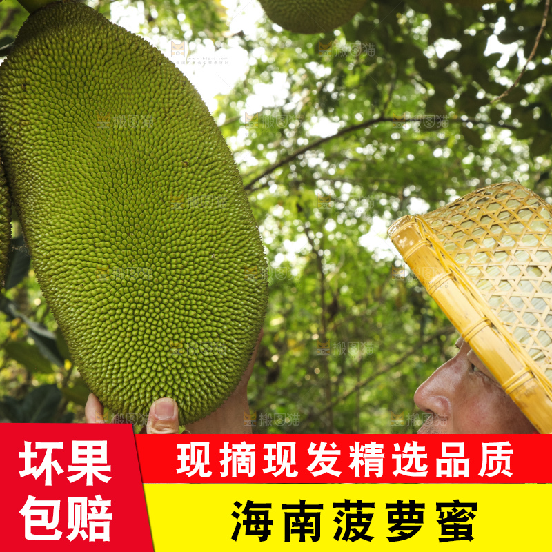 树上的新鲜菠萝蜜