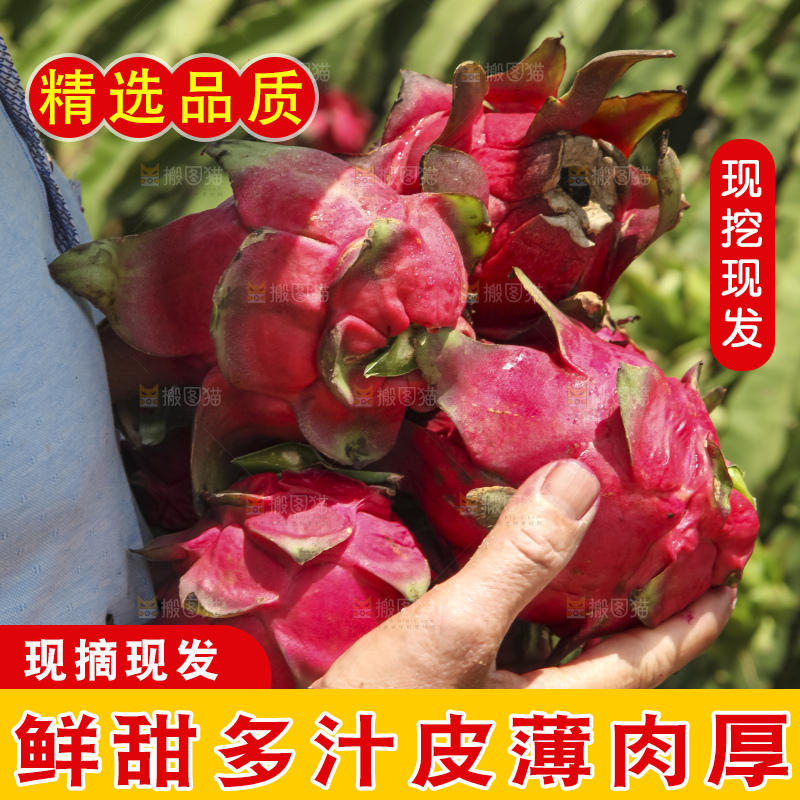 火龙果产地