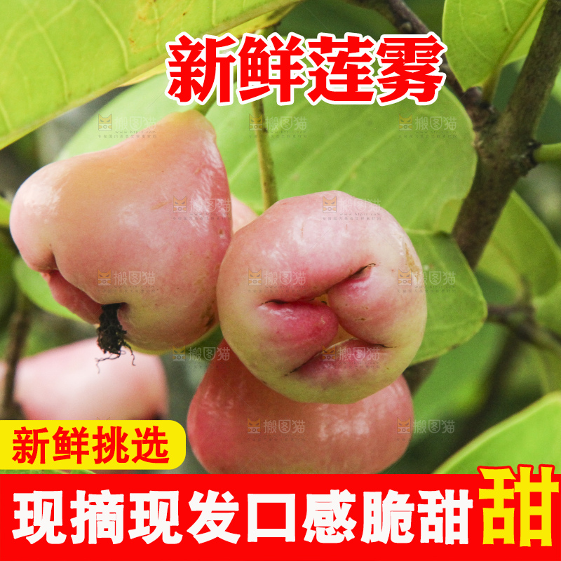 树上的新鲜莲雾