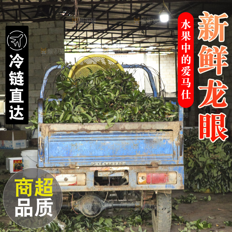 树上的新鲜龙眼