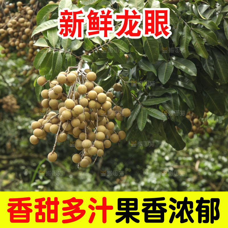树上的新鲜龙眼