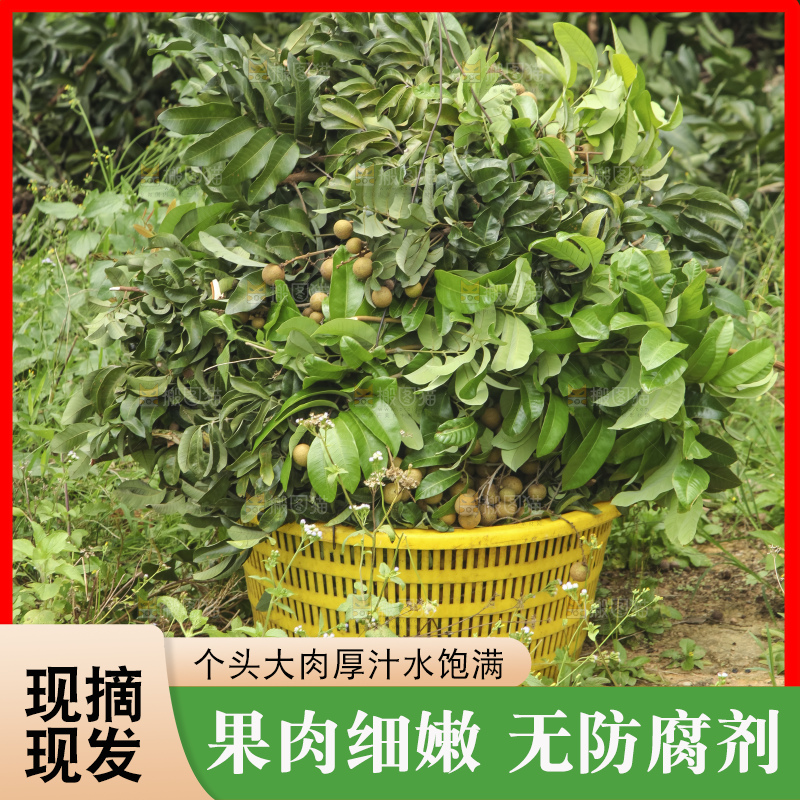 树上的新鲜龙眼