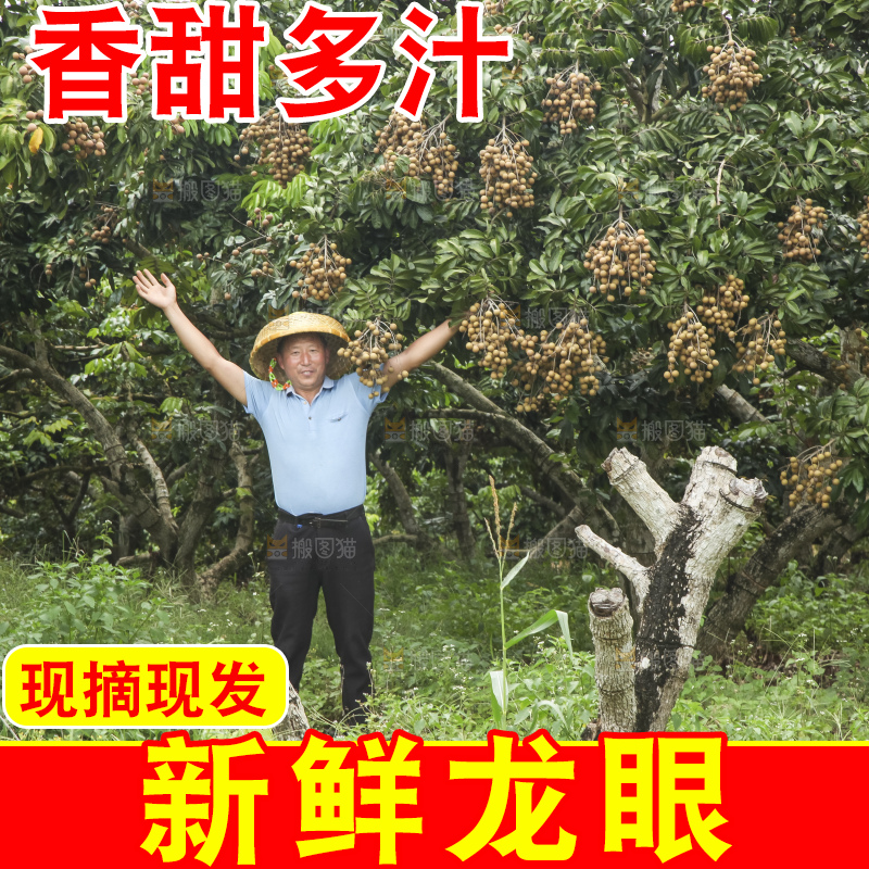 树上的新鲜龙眼