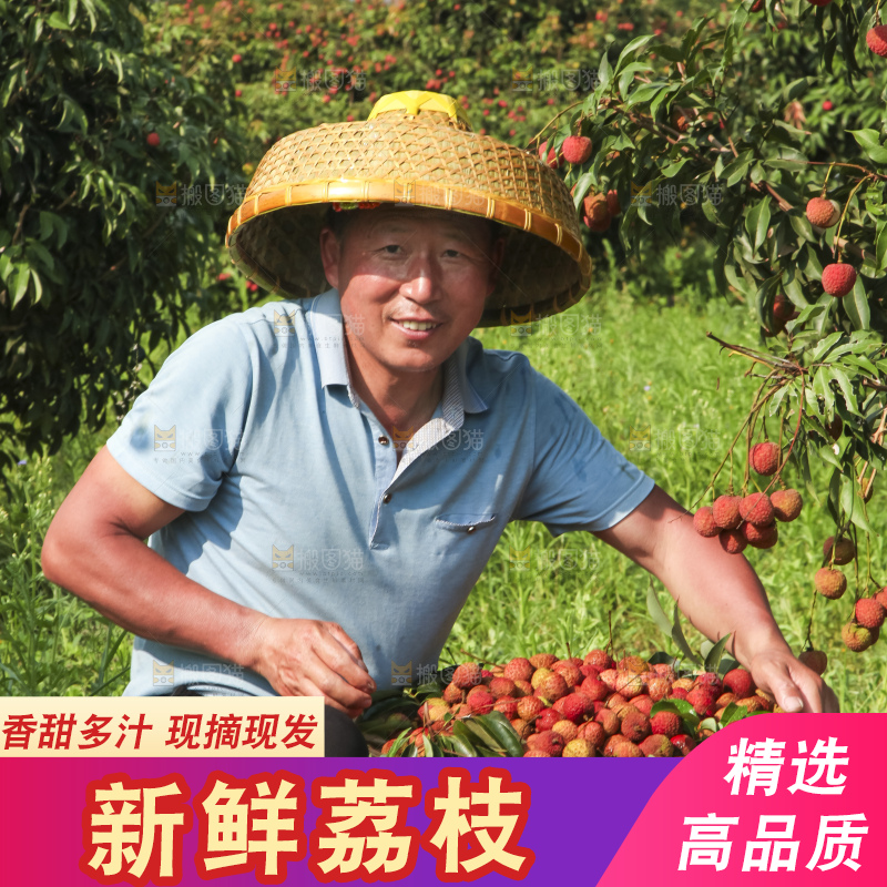 树上的荔枝