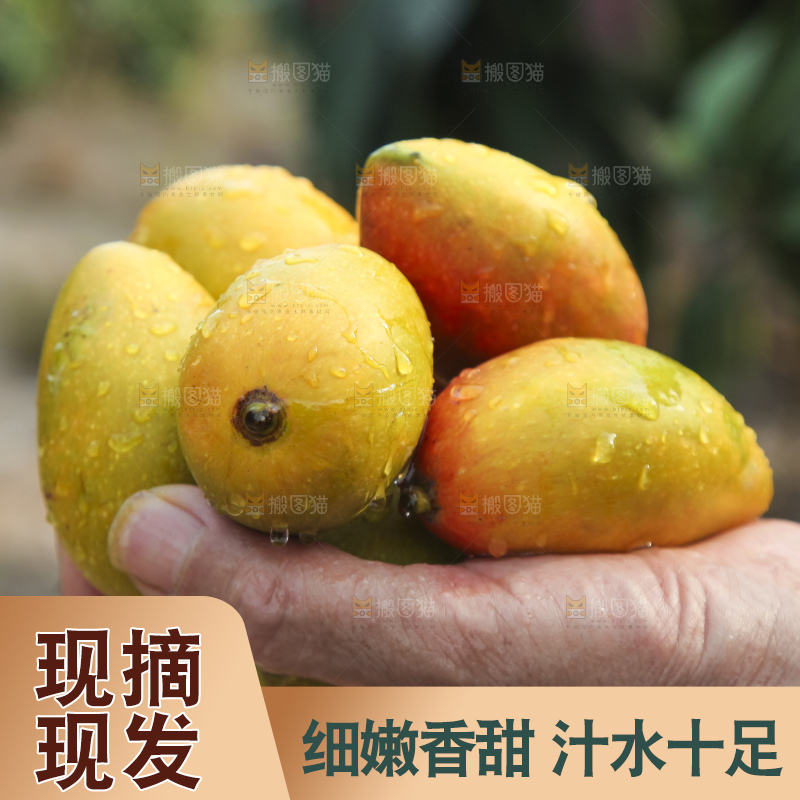 树上的新鲜芒果