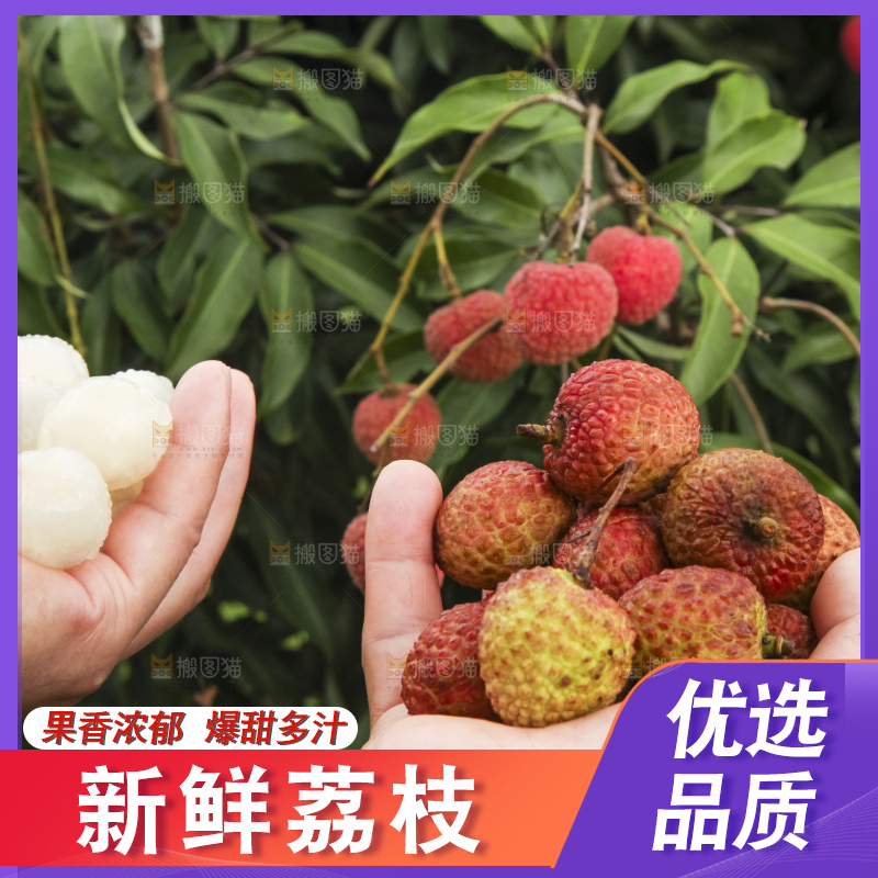 树上的荔枝