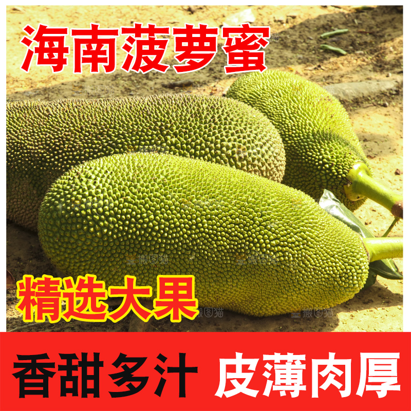 树上的新鲜菠萝蜜