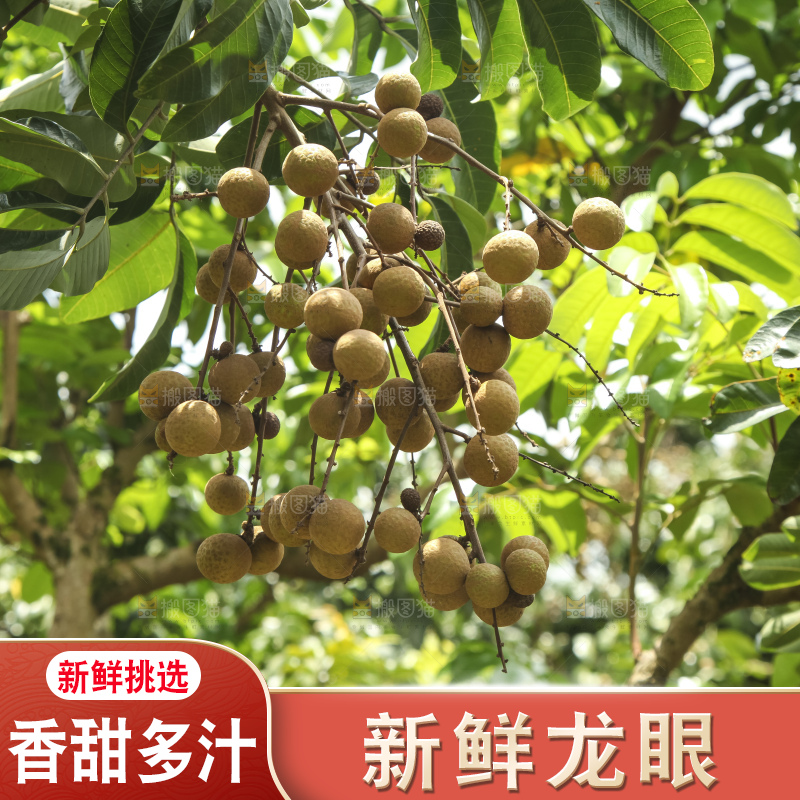 树上的新鲜龙眼