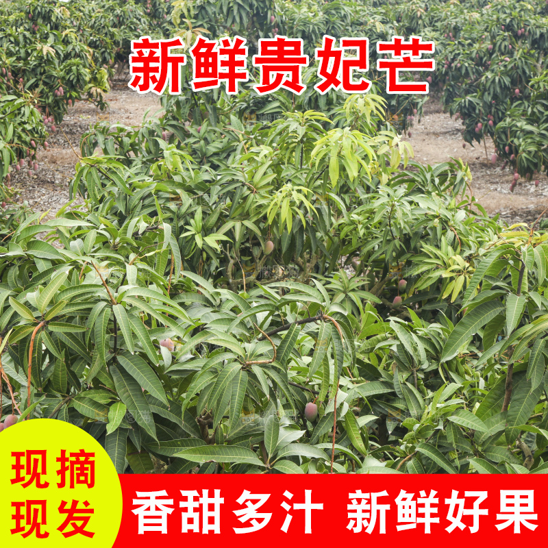 树上的新鲜芒果