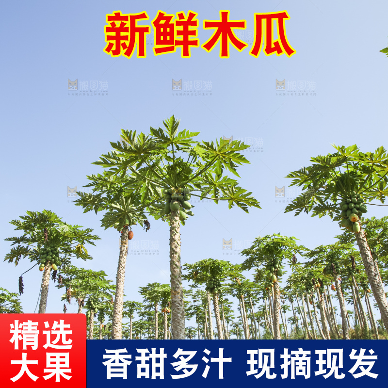 树上的木瓜
