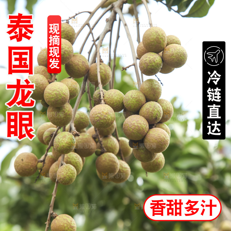 树上的新鲜龙眼