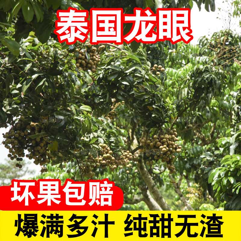 树上的新鲜龙眼